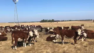 Как холдинг "Байтерек" поддерживает проекты в области АПК