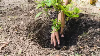 Осенняя посадка деревьев в Алматы задерживается из-за жалоб на тендер