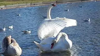 В Ботанический сад Астаны прилетели лебеди