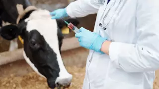 Статус ветеринаров предлагают определить в Казахстане