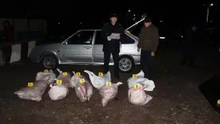 27 туш сайги и оружие: браконьеров задержали в Актюбинской области
