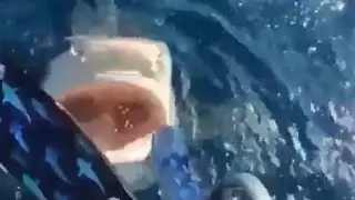 За секунду до: дайверша едва не угодила в пасть белой акулы