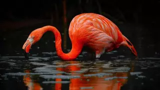 Изумительное видео с птенцами фламинго сняли в Мангистау