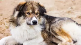 Жители столичного ЖК жалуются на соседство с "садиком для собак"