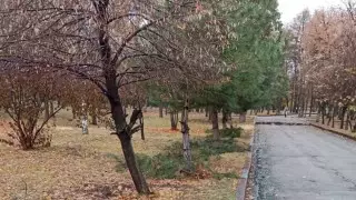 Вандал повреждал деревья в парке на "Атакенте" в Алматы и попал на видео