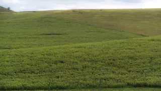 Олигополисты вернут государству 160 тысяч гектаров земель