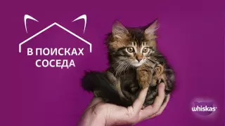 Годовой запас корма от Whiskas: В Алматы прошла акция для любителей кошек