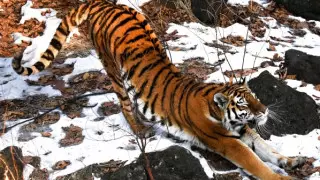 Россия бесплатно передаст тигров Казахстану