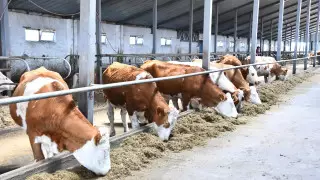 В Акмолинской области отмечен рост валовой продукции сельского хозяйства