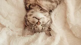 Как нужно спать, чтобы похудеть, рассказал терапевт