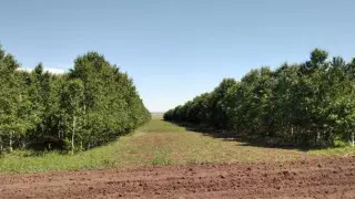 В Акмолинской области в 2022 году посажено 17,2 миллиона деревьев