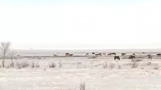 Более миллиона гектаров земли вернули в госсобственность в Карагандинской области