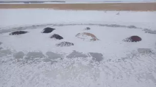 50 лошадей погибли, провалившись под лед на севере Казахстана