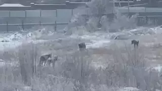 "Покрылся инеем". Лошадей заперли на заброшенной стройке в Алматы