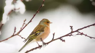 Морозы без осадков: Какая погода ожидает казахстанцев 13 декабря