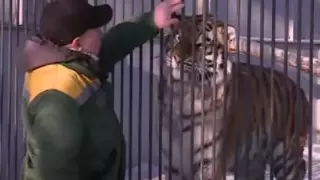 Алматинский зоопарк отправил в Караганду амурского тигра