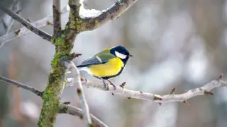 Снег и морозы с дальнейшим понижением: Какая погода ожидает казахстанцев 20 декабря