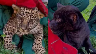 У алматинских ягуаров родились детеныши