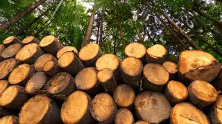 Госинспекторов с криминальным прошлым выявили в резервате "Ертiс орманы"