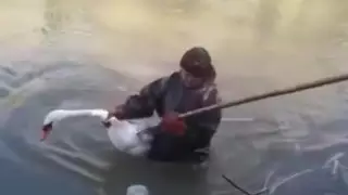 Найден мужчина, заколовший лебедя в Кызылординской области