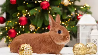 Как правильно встретить год Кролика, объяснила астролог