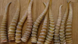 Сайгачьи рога пытался продать житель Алматинской области