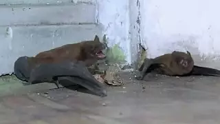 Летучие мыши поселились в алматинской высотке рядом с людьми