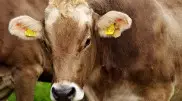 Половина поголовья коров может погибнуть из-за засухи в Аргентине