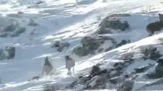 Краснокнижных архаров сняли на видео в горах Тарбагатая