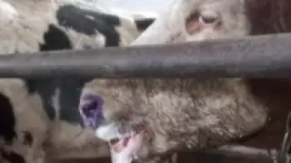 Установлено заболевание коров в Актюбинской области