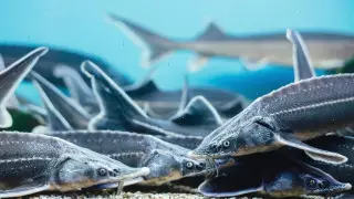 На три года посадили мужчину за вылов пяти осетров в Мангистау