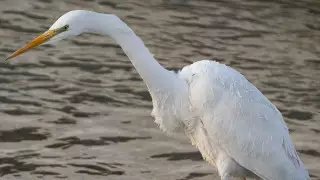 Белую цаплю засняли на озере Сайран в Алматы