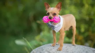 "Штрафуют даже за чихуахуа без намордника" - эксперты о новых правилах в Алматы