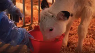 Китайские ученые заявили об успешном клонировании "суперкоров"