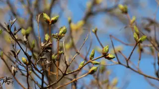 Когда в Алматы придет весна, рассказали синоптики