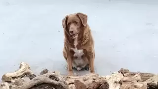 30-летний пес из Португалии стал старейшей собакой в истории