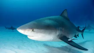 В Австралии 16-летняя девушка погибла после нападения акулы