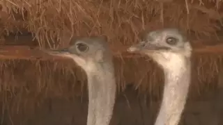 "С одной птицы - 80 килограммов мяса". Первую страусиную ферму открыли в Кызылординской области