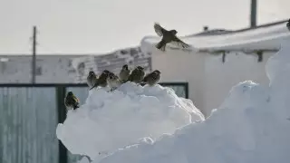 Морозы до 32 градусов и осадки: погода в Казахстане 14 февраля