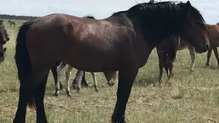 Крупнее и выносливее. Новую породу лошадей вывели в Абайской области