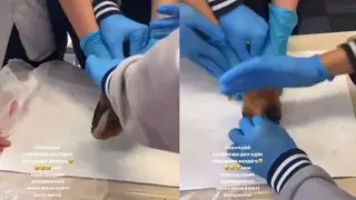 Морскую свинку убили на уроке в Алматы. Учитель уволилась