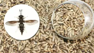 В Актобе переработкой пищевых отходов займутся экзотические мухи и их личинки