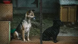 "Город неответственный за братьев наших младших" - аким Досаев об отлове собак