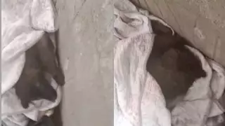 "Скручивается от боли" - щенка сбили в Алматы. Волонтеры просят помощи