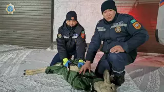 Несли на руках и тряпичных носилках: спасатели не дали погибнуть косуле в СКО