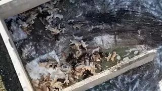 "Я оттуда вышла и стала рыдать". Очевидец рассказала об увиденном в отлове для собак Шымкента