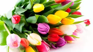 Бесплатные тюльпаны раздадут астанчанкам в честь 8 Марта
