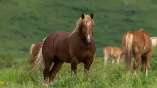 Обнаружены самые ранние свидетельства верховой езды