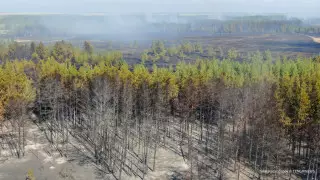 Сколько стоит сгоревший лес: в Костанайской области продали спиленные деревья