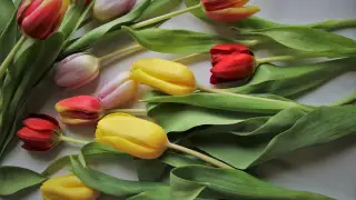 Токаев сердечно поздравил женщин с 8 Марта